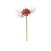 Spider Lily Flower PNG & PSD Images