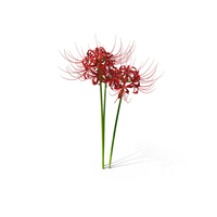 Spider Lily Flowers Bouquet PNG & PSD Images