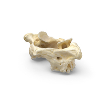 Pavian Monkey Male Cervical Vertebrae C1 Atlas PNG & PSD Images