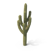 Damaged Single Cactus PNG & PSD Images