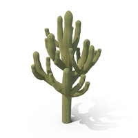 Single Cactus PNG & PSD Images
