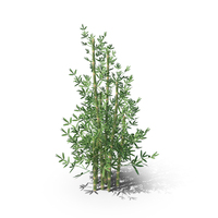 Bamboo Plant PNG & PSD Images