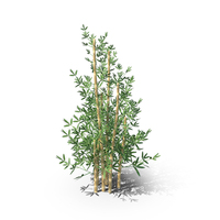 Bamboo Plant PNG & PSD Images