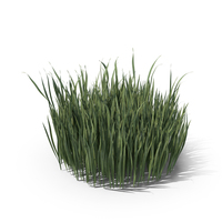 Small Dense Round Grass Patch PNG & PSD Images