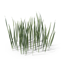 Small Coarse Round Grass Patch PNG & PSD Images