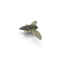 Cicada PNG & PSD Images