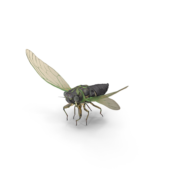 Cicada Pose Takeoff PNG & PSD Images