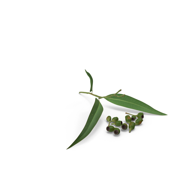 Eucalyptus Leaves With Separated Seed Pods PNG & PSD Images