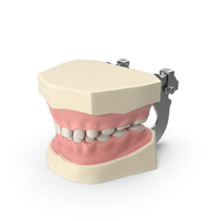 Manikin Dental Typodont Pediatric Model with Removable Overbite Teeth PNG & PSD Images