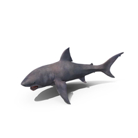 Shark PNG & PSD Images