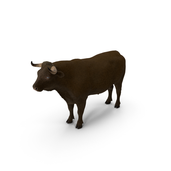 Bull PNG & PSD Images