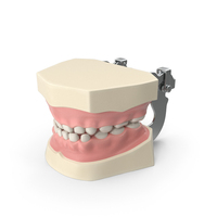 Typodont Teaching Studying Model With Removable Underbite Teeth PNG & PSD Images