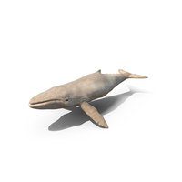 White Humpback Whale PNG & PSD Images
