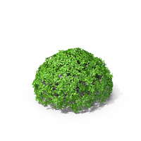 Daphne Odora Evergreen Shrub PNG & PSD Images