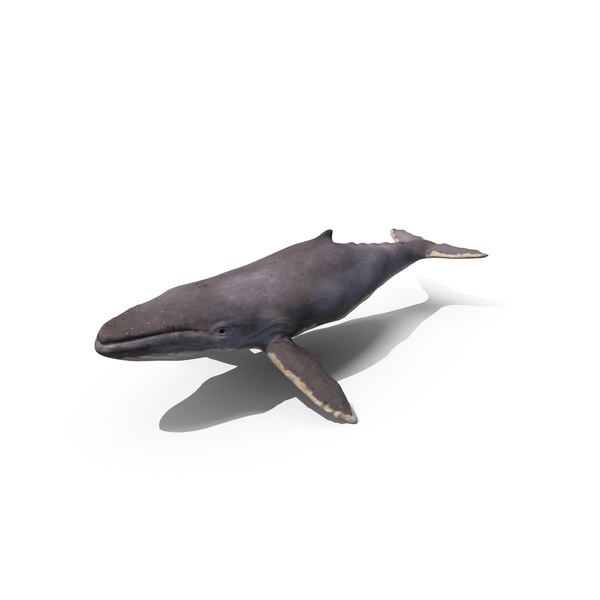 Humpback Whale PNG & PSD Images
