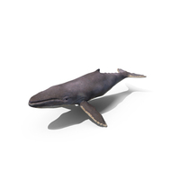 Humpback Whale PNG & PSD Images