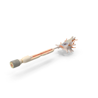 Human Brain Neuron Cross Section Plastic Model PNG & PSD Images