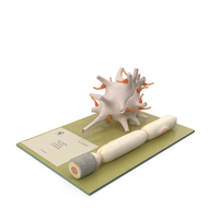 Human Neuron Model on Stand PNG & PSD Images