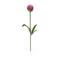 Pink Peony PNG & PSD Images