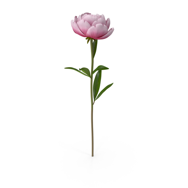 Peony PNG & PSD Images