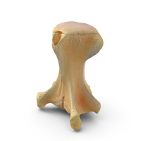 Kangaroo Wallaby Notamacropus Caudal Vertebrae Cd2 PNG & PSD Images