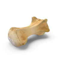 Kangaroo Red Necked Wallaby Macropus Rufogriseus Caudal Vertebrae Cd5 PNG & PSD Images