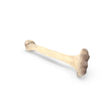 Bone PNG & PSD Images