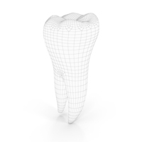 Human Teeth Lower Second Molar WIreframe PNG & PSD Images