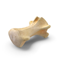 Kangaroo Red Necked Wallaby Macropus Rufogriseus Caudal Vertebrae Cd3 PNG & PSD Images