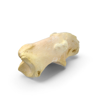 Pavian Monkey Male Calcaneus Bone 01 PNG & PSD Images