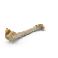Kangaroo Red Necked Wallaby Macropus Rufogriseus Femur 01 PNG & PSD Images