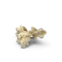 Pavian Monkey Male Thoracic Vertebrae TH1 PNG & PSD Images