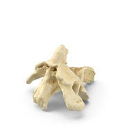 Pavian Monkey Male Cervical Vertebrae C2 Axis PNG & PSD Images