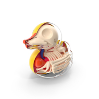 Bath Duck Anatomy Glass Half Shell PNG & PSD Images