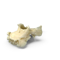 Pavian Monkey Male Thoracic Vertebrae TH8 PNG & PSD Images