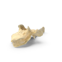 Pavian Monkey Male Thoracic Vertebrae TH7 PNG & PSD Images