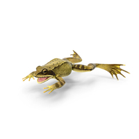 Frog PNG & PSD Images