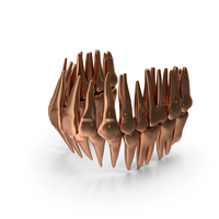 Copper Human Teeth Permanent Dentition PNG & PSD Images