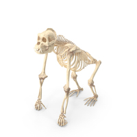 Articulated Gorilla Skeleton PNG & PSD Images