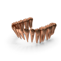 Copper Human Lower Jaw Teeth PNG & PSD Images