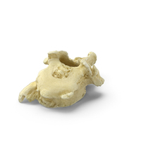 Pavian Monkey Male Thoracic Vertebrae TH10 PNG & PSD Images