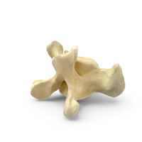 Pavian Monkey Male Caudal Vertebrae PNG & PSD Images