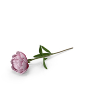 Peony PNG & PSD Images