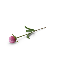 Pink Peony PNG & PSD Images