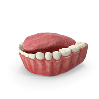 Human Mouth Lower Jaw With Tongue PNG & PSD Images