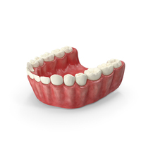 Human Mouth Lower Jaw PNG & PSD Images