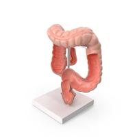 Intestine Medical Model PNG & PSD Images
