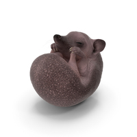 Curled Up Bald Hedgehog PNG & PSD Images