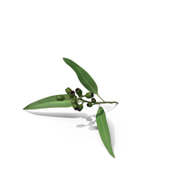 Eucalyptus Stem with Leaves and Seed Pods PNG & PSD Images