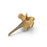 Kangaroo Red Necked Wallaby Macropus Rufogriseus Thoracic Vertebrae TH5 PNG & PSD Images